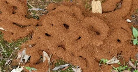 螞蟻窩怎麼找 穿堂煞是什麼
